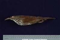 藏品(大彎嘴)的圖片